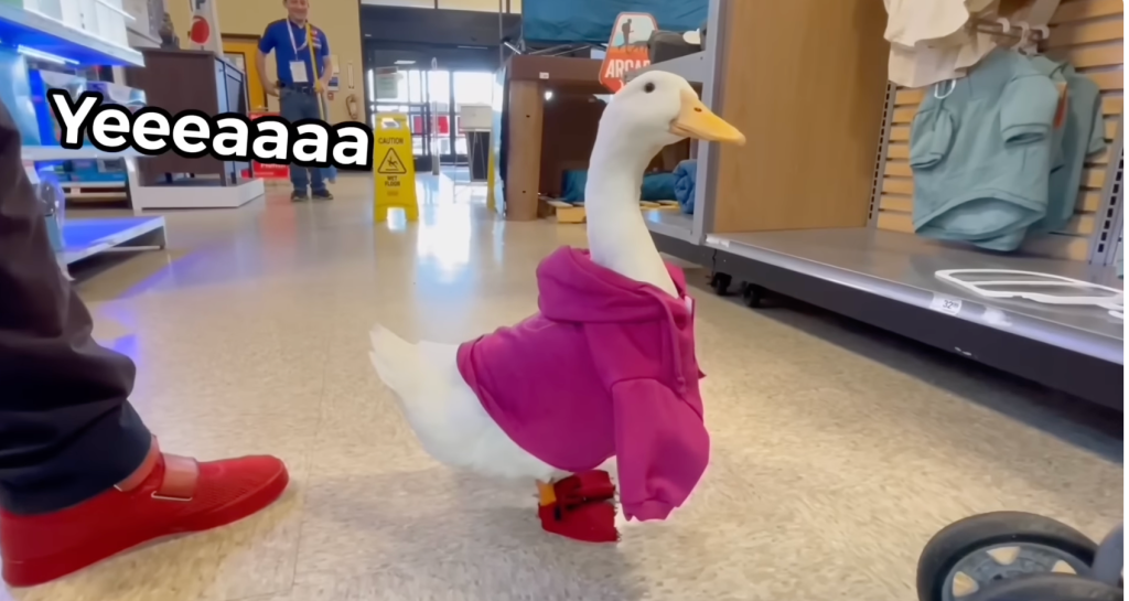 Wrinkle the duck in a hoodie